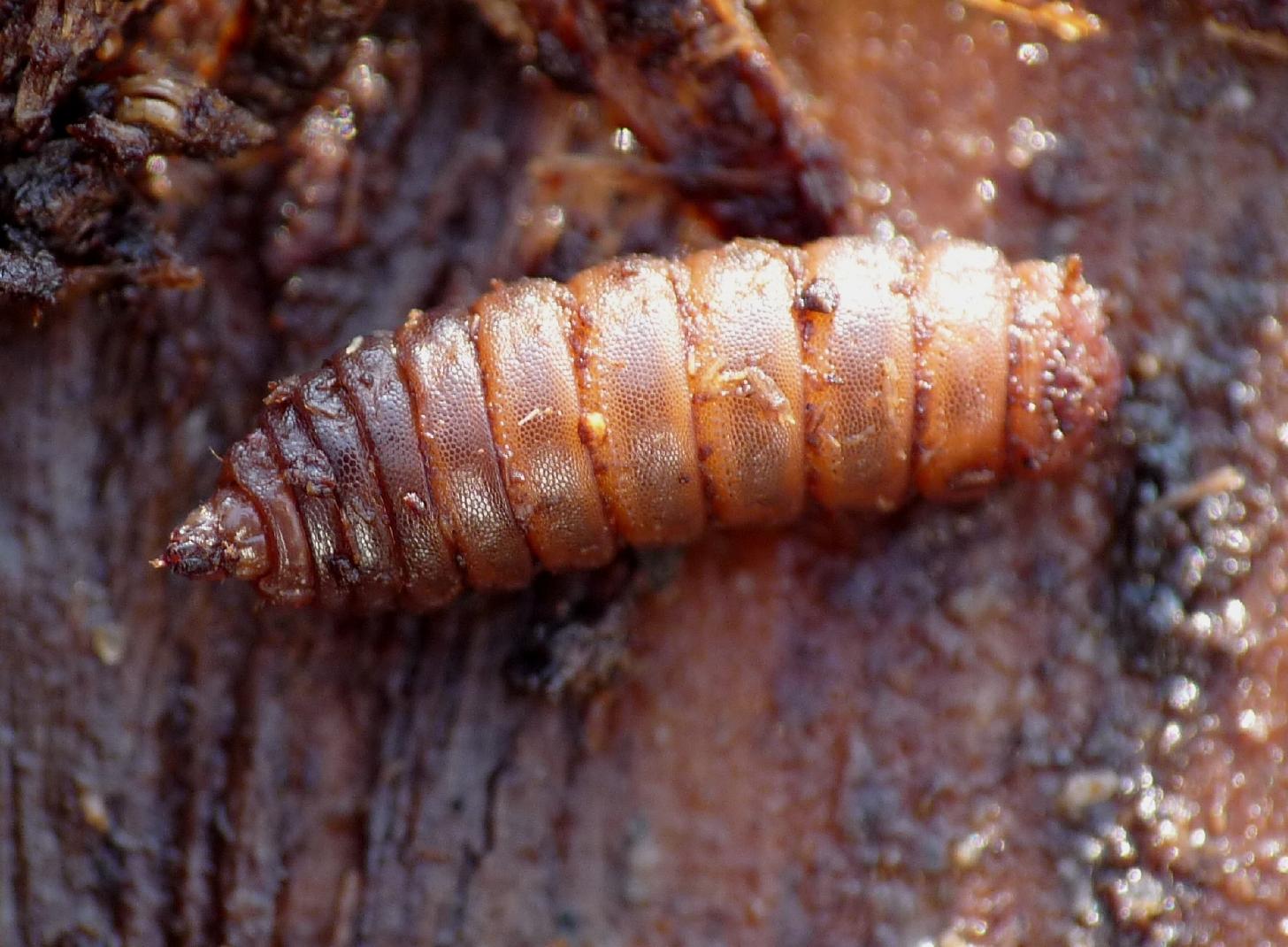 Larva di dittero